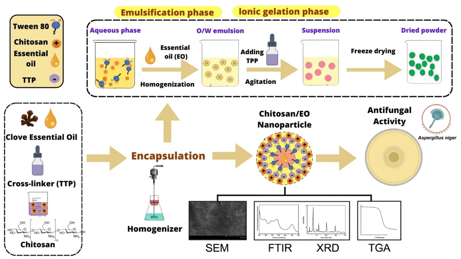 Clove essential oil-loaded chitosan nanoparticles: Development, characterization and antifungal activity 